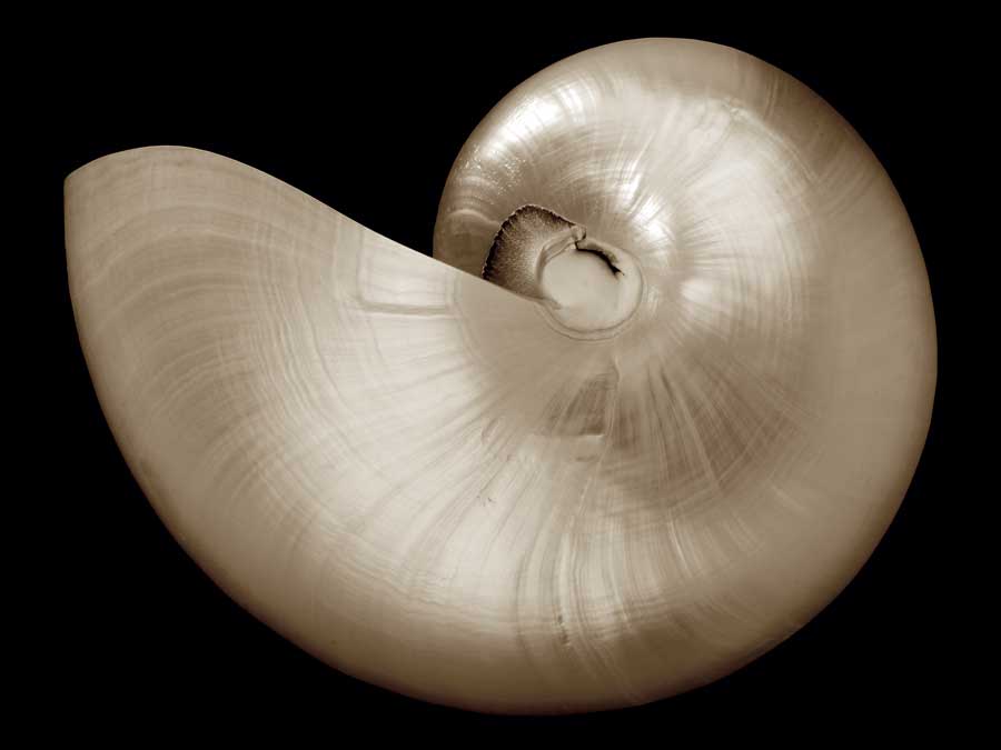 Ocean Keepsake I by artist  Charles Britt