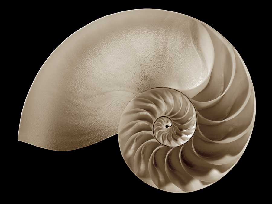 Ocean Keepsake II by artist  Charles Britt