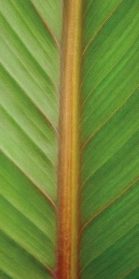 Verdant Trio II by artist  Boyce Watt