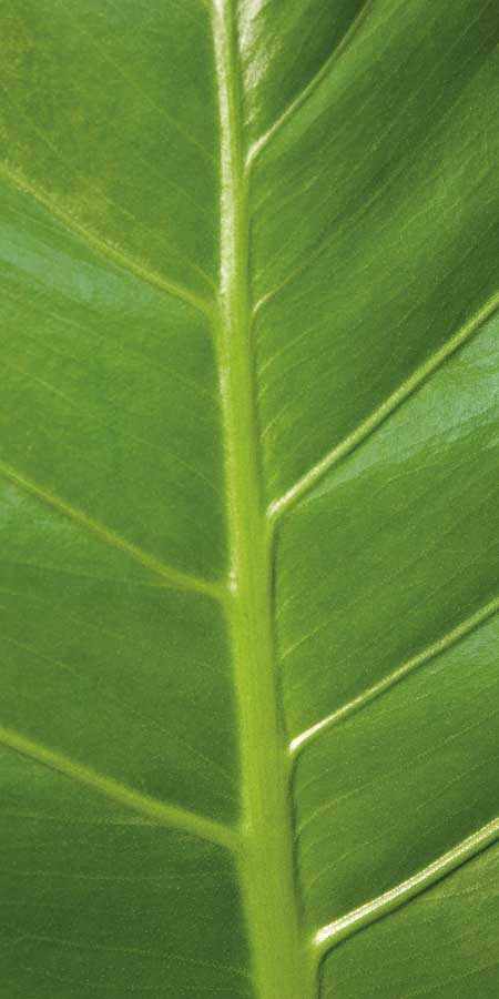 Verdant Trio III by artist  Boyce Watt