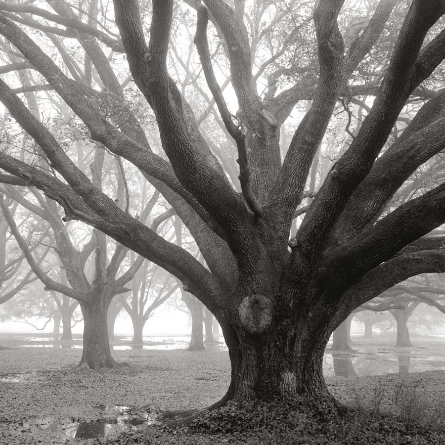 Oak Grove, Winter by artist  William Guion