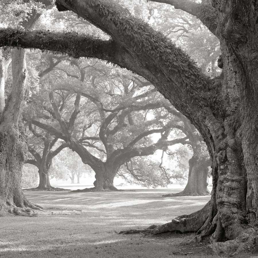 Oak Alley, West Row by artist  William Guion