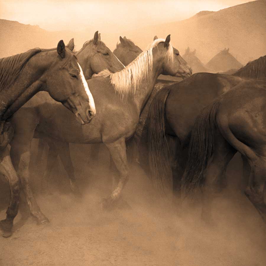 Remuda, Spanish Ranch by artist  Adam Jahiel