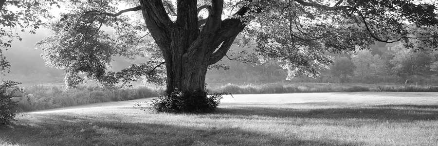 Ascendancy by artist  Mike Sleeper