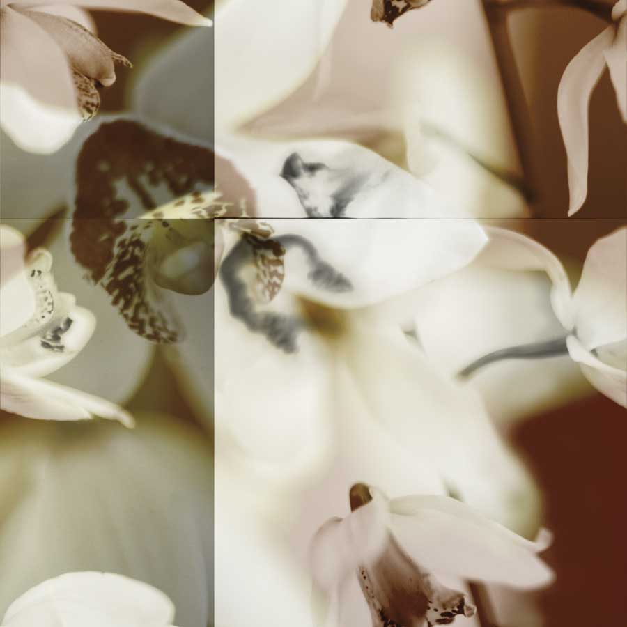 Cymbidium Orchid II by artist  Jane-Ann Butler