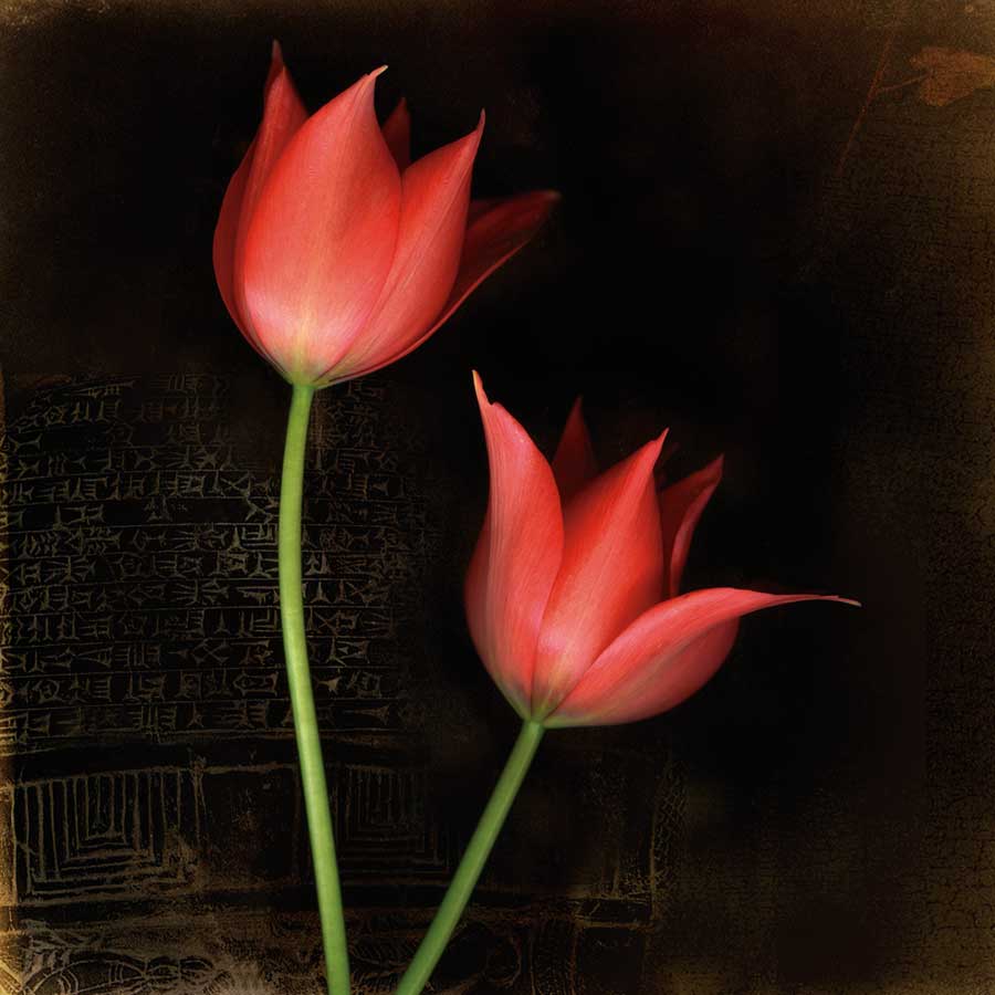 Species Tulips by artist  Rick  Filler