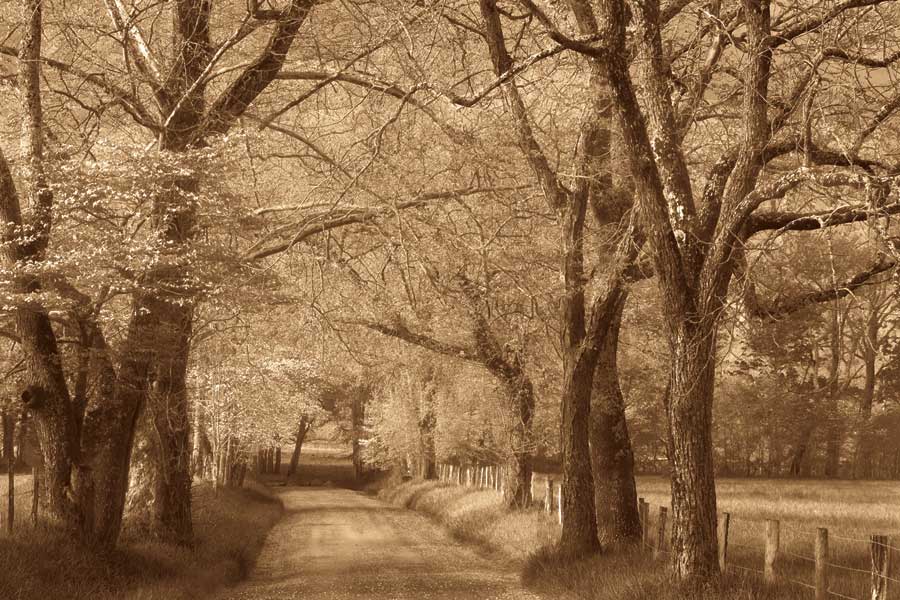 Smokies Road by artist  Wendy Caro