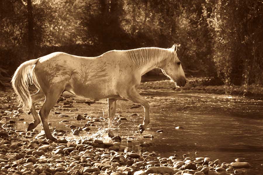 The Crossing by artist  Wendy Caro