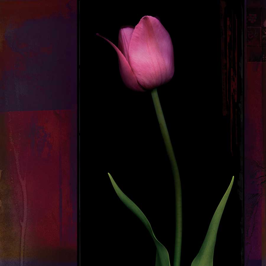 Red Tulip II by artist  Rick Filler