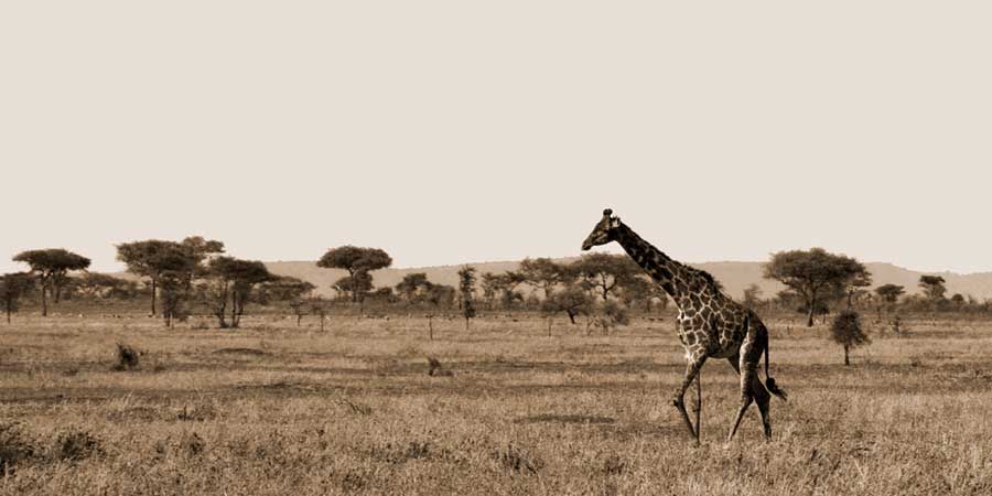 Serengeti Horizons II by artist  Boyce Watt