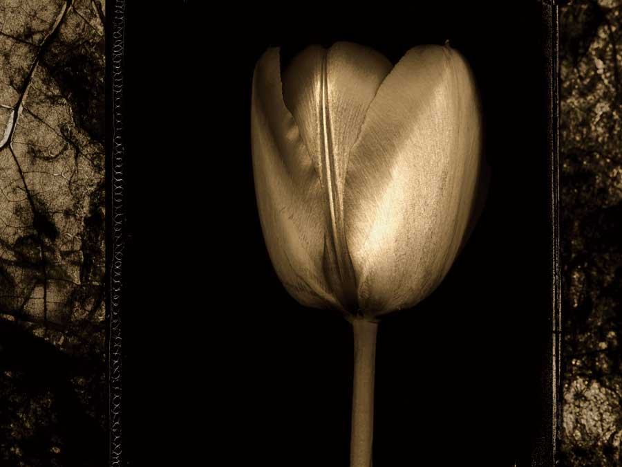 White Tulipa II by artist Rick Filler