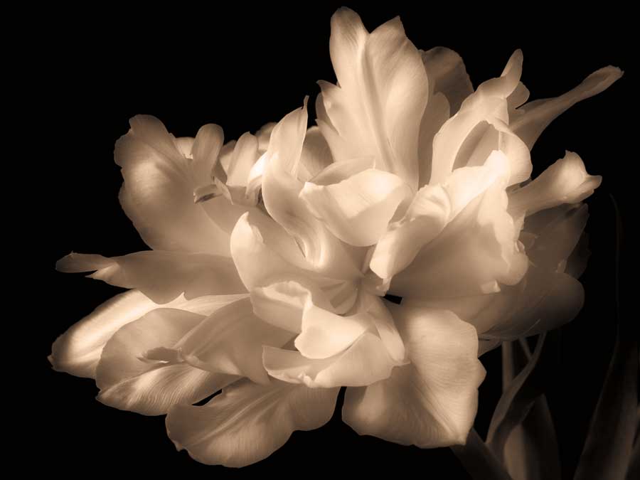 Double Dappled I by artist Charles Britt