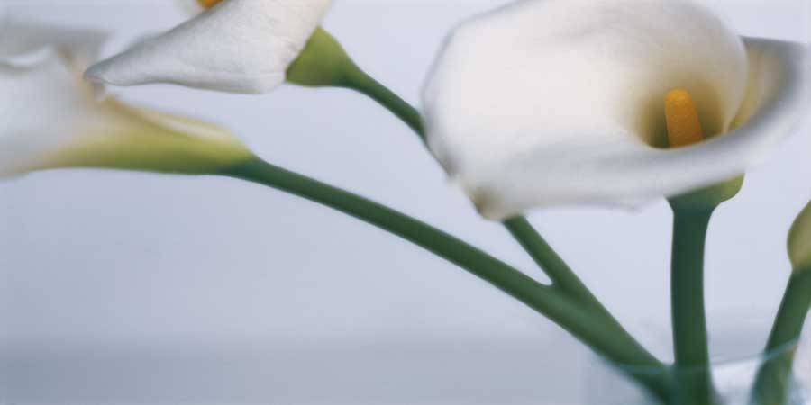 Springplicity I by artist Cinzia Ryan