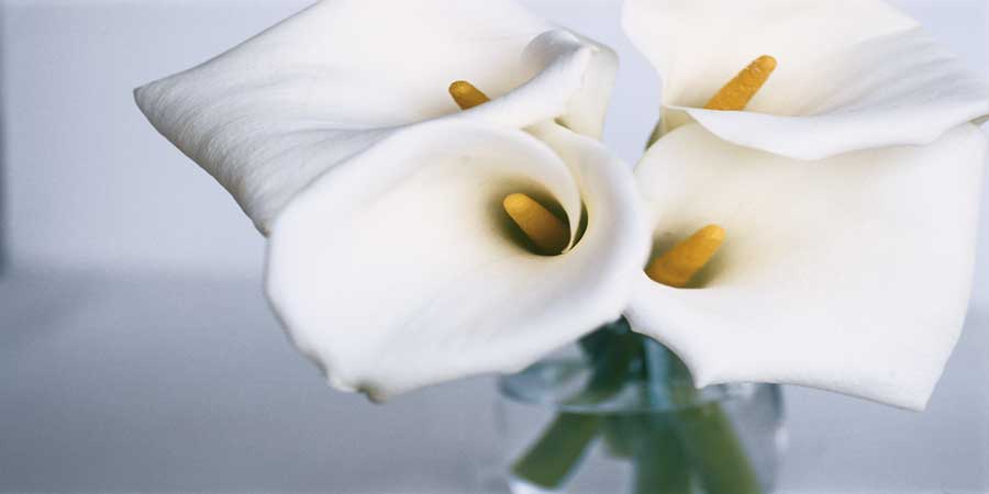 Springplicity II by artist Cinzia Ryan