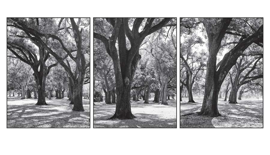 Oak Tree Study by artist Boyce Watt