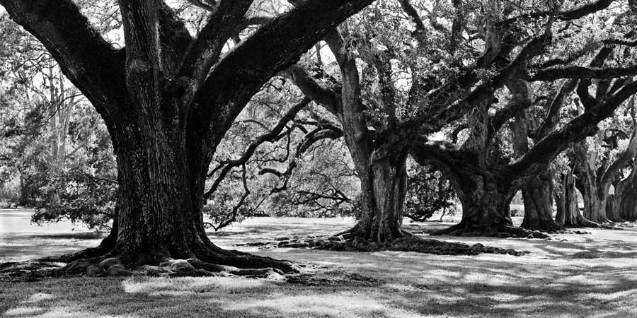 Majestic Oaks I by artist Jeff Maihara