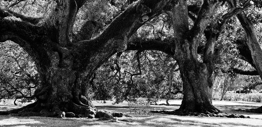 Majestic Oaks II by artist Jeff Maihara