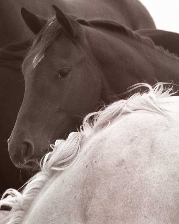 One Eyed Jack by artist  Recent Developments