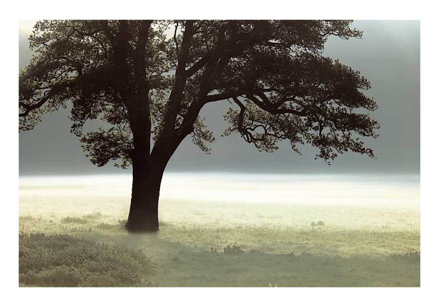 Enlighten Me by artist Assaf Frank