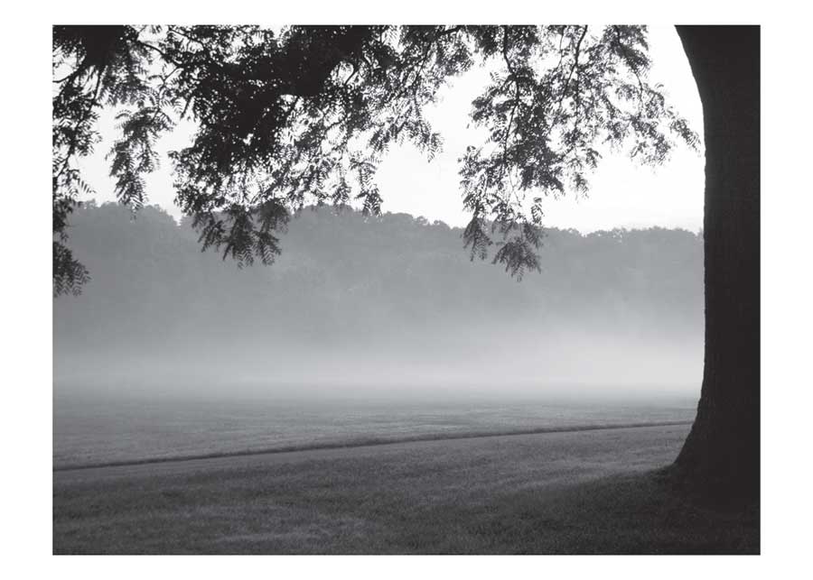 Fog in the Park I by artist Gary Bydlo