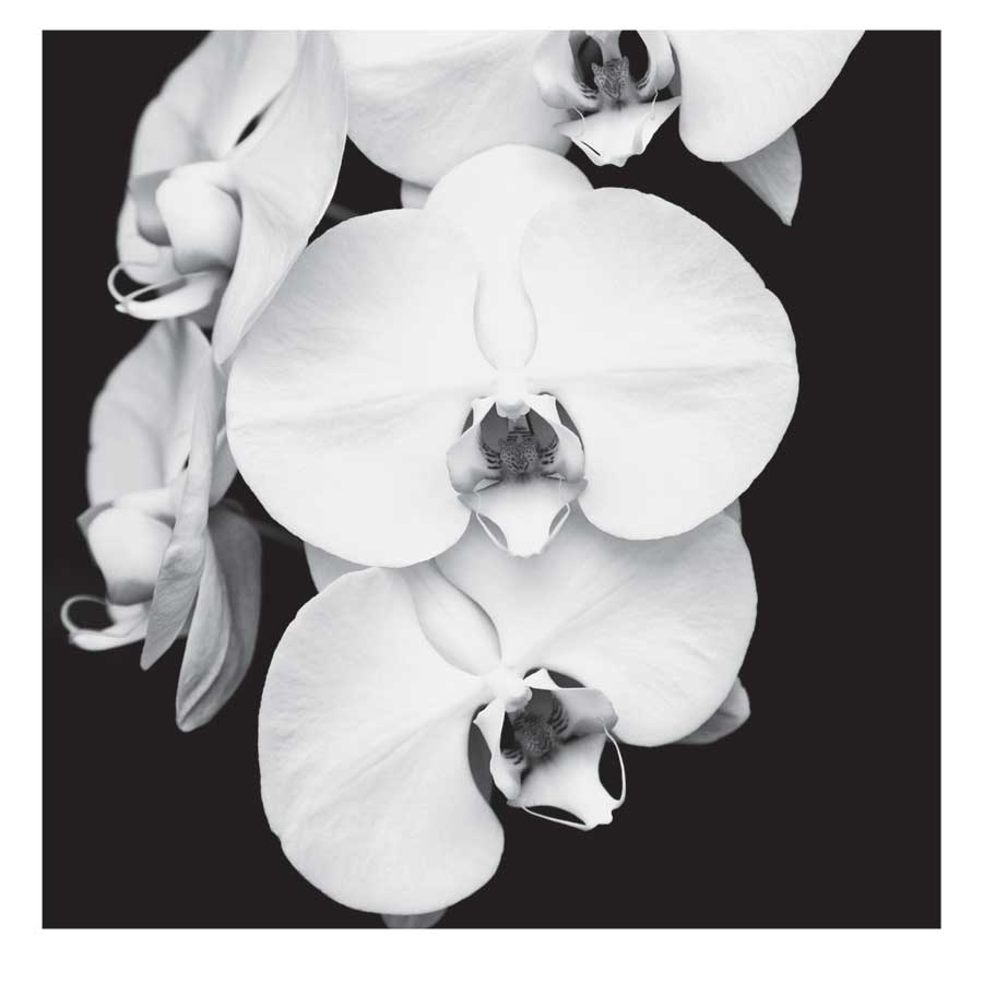 Orchid Portrait I by artist Jeff Maihara