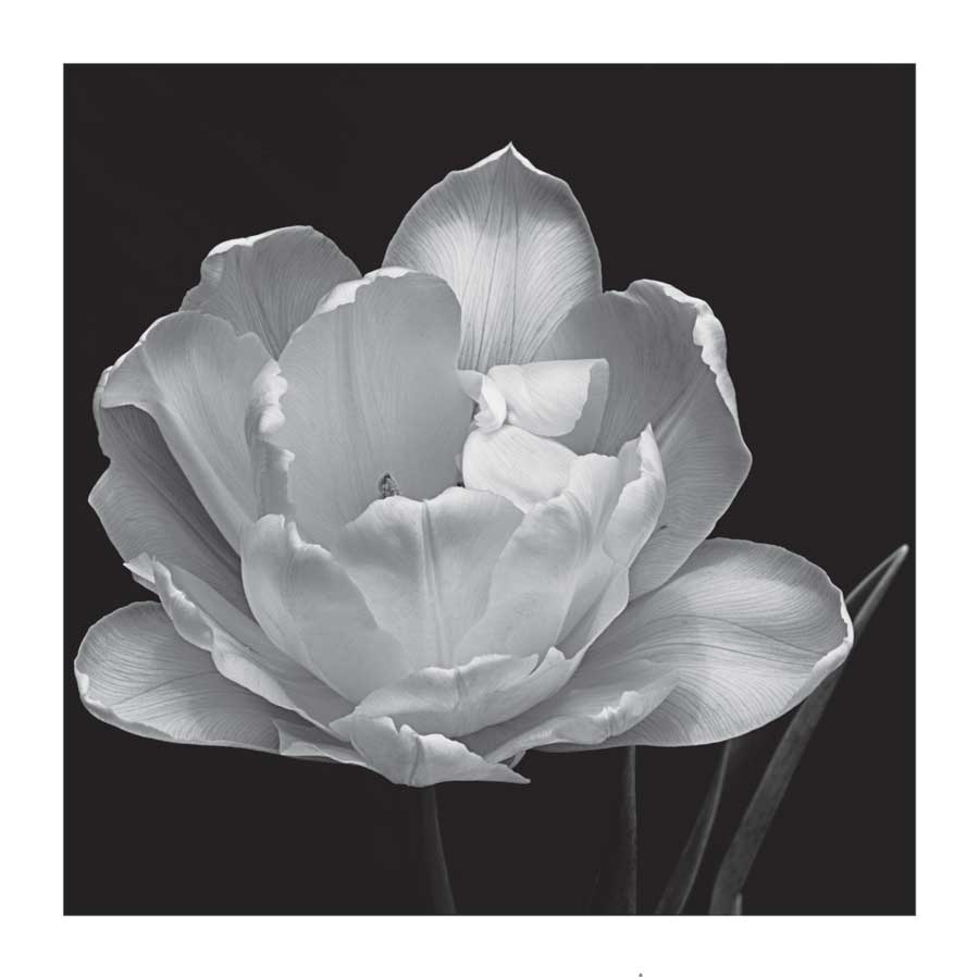 Summer's Comfort by artist Charles Britt