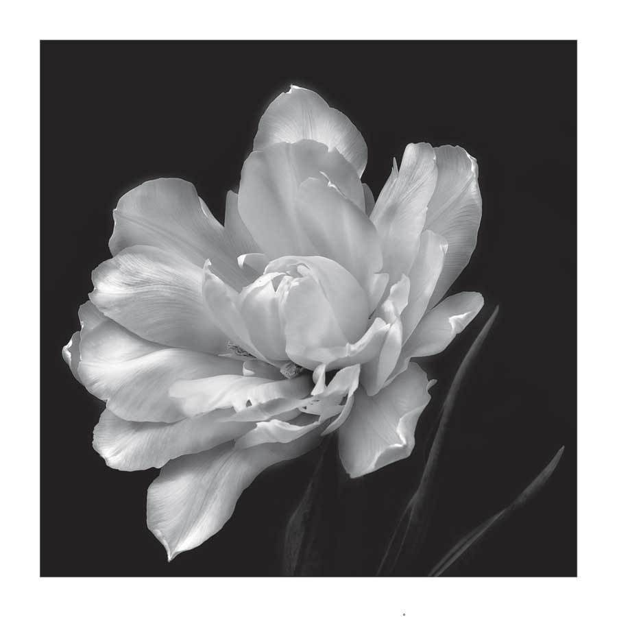 Summer's Surprise by artist Charles Britt