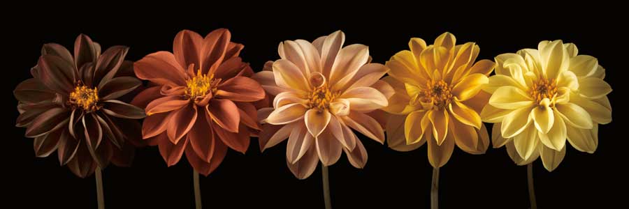 Floral Salute by artist Assaf Frank