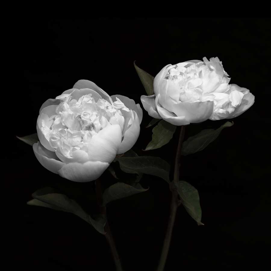 Peony Perfection I by artist Jeff Maihara