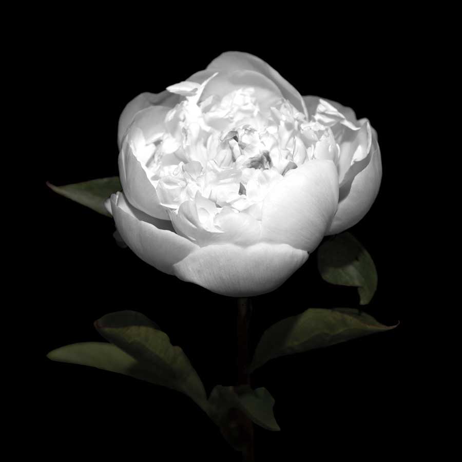 Peony Perfection II by artist Jeff Maihara