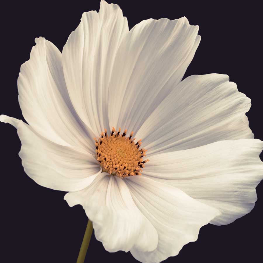 Cosmos I by artist Assaf Frank