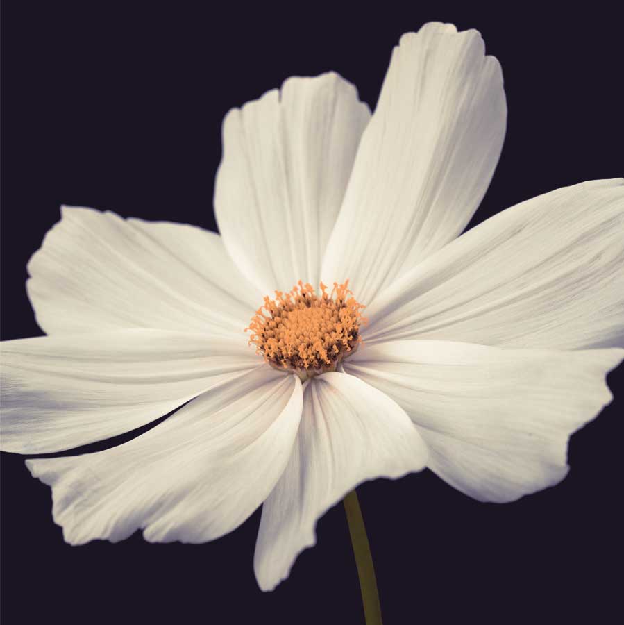 Cosmos II by artist Assaf Frank