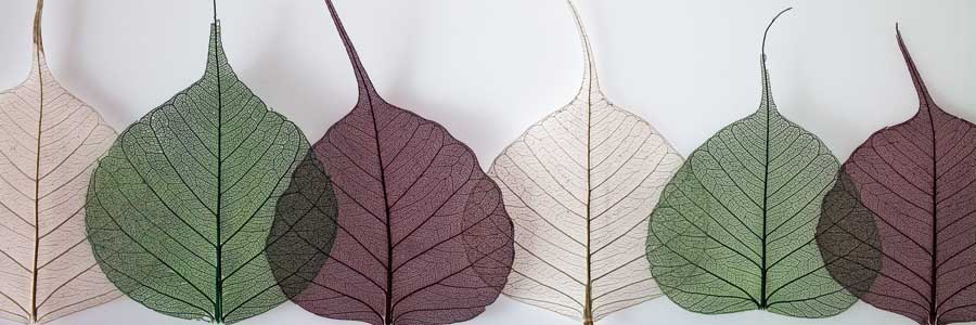 Leafy Address by artist Assaf Frank