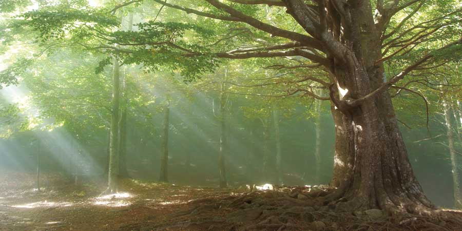 Lights by artist Toni Vila 