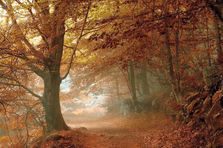 Autumn Dream by artist Toni Vila 