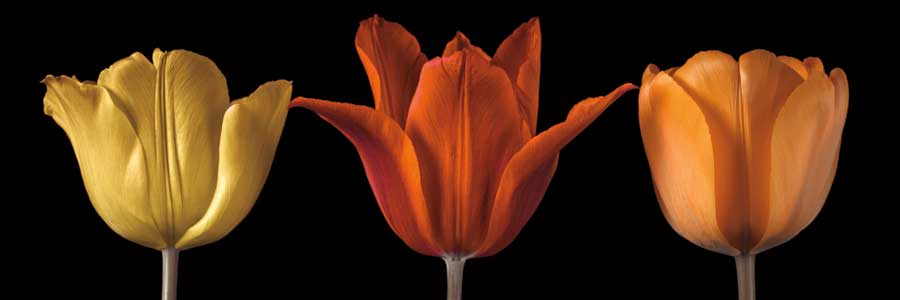 Sunshine Stance by artist Assaf Frank