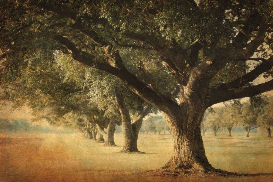 Island Oak by artist William Guion