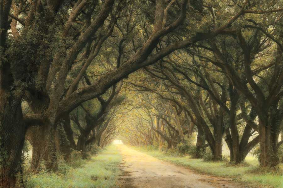 Evergreen Alley by artist William Guion