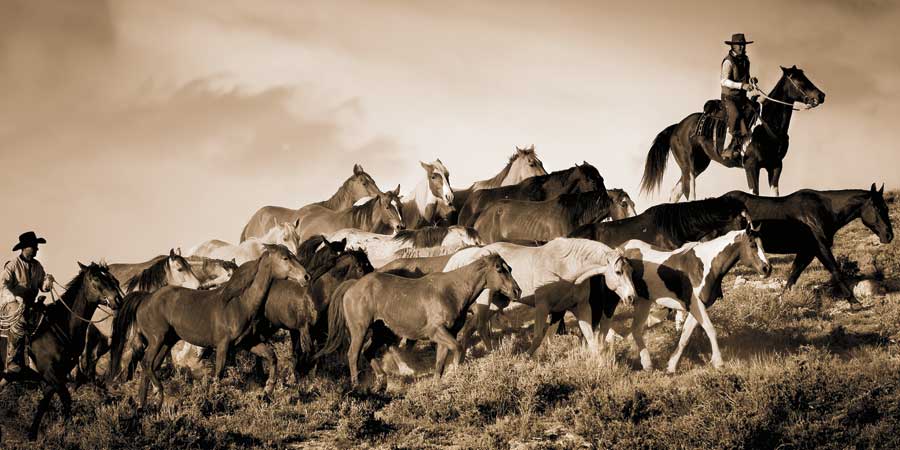 Gathering the Herd by artist Wendy Caro
