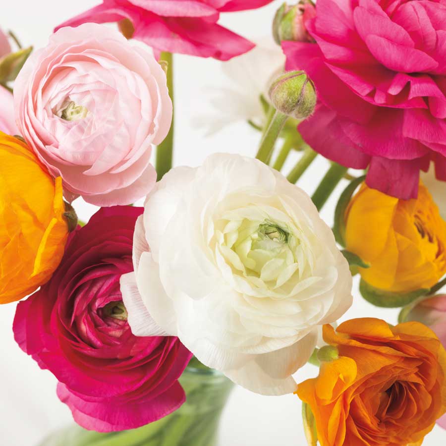 Burst of Sunshine I by artist Assaf Frank