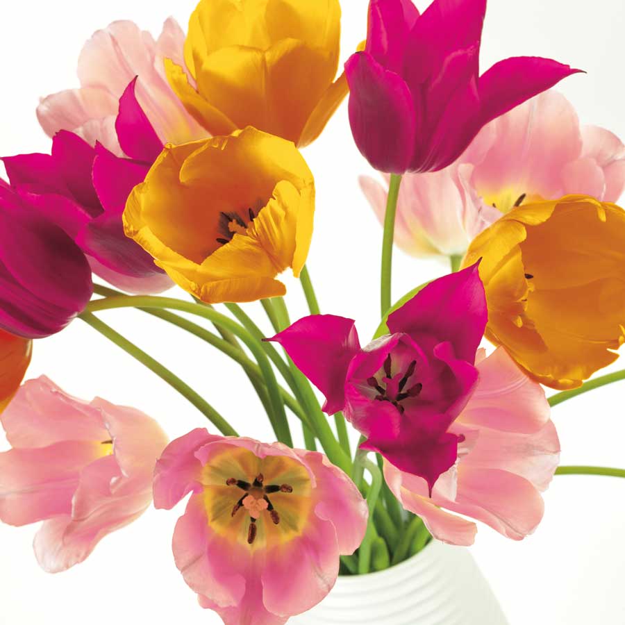 Burst of Sunshine II by artist Assaf Frank