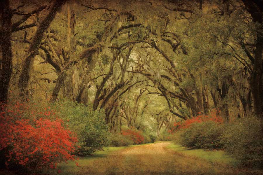Road Lined With Oaks & Flowers by artist William Guion