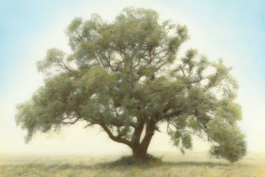 Oak & Blue Sky by artist William Guion