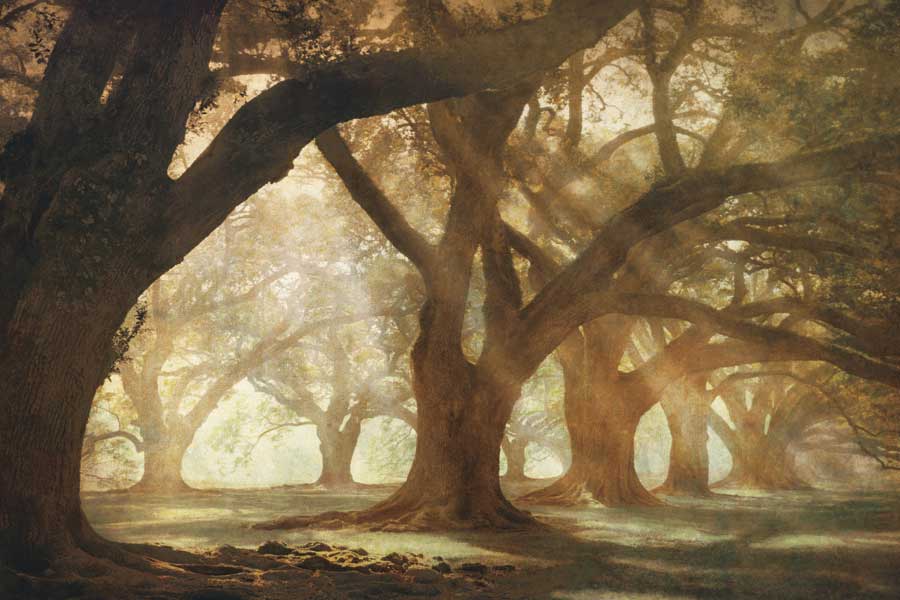 Oak Alley Morning Light by artist William Guion