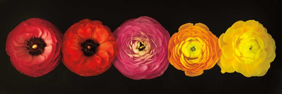 Ranunculus by artist Assaf Frank