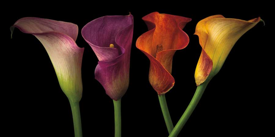 Jewel Calla Lilies by artist Assaf Frank