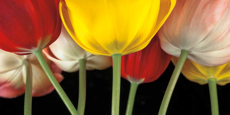 Sunshine Tulips by artist Assaf Frank