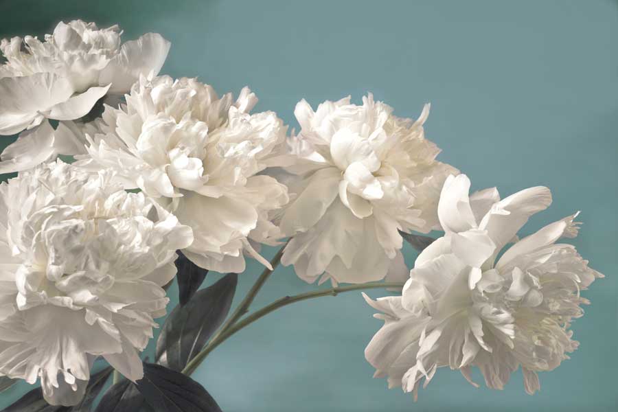 Snow White by artist Assaf Frank