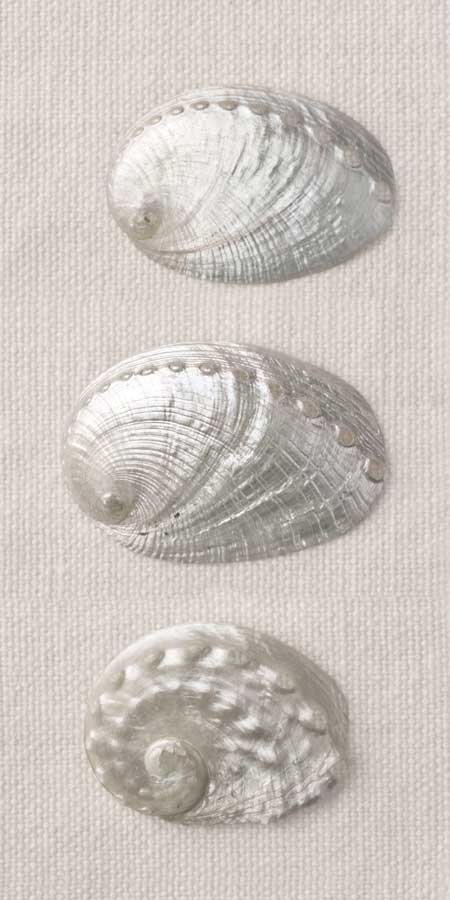 Opalescent I by artist Assaf Frank