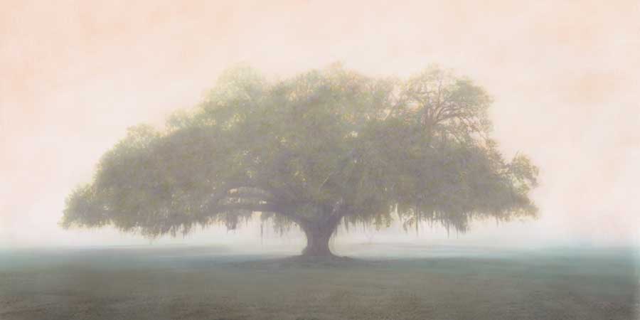 Oak in the Fog by artist William Guion